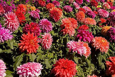 《寂静岭》制作人称本系列将全面复活 不只是游戏