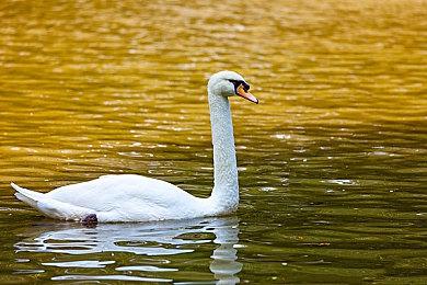 夏特本未打算在《索尼克》系列回归 但人气改变了一切