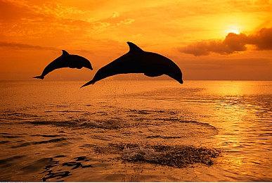 11月7日开启！ 米哈游新作《星布谷地》测试定档