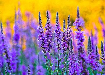 索尼仍将继续跨世代发售PS4游戏 按具体情况决定